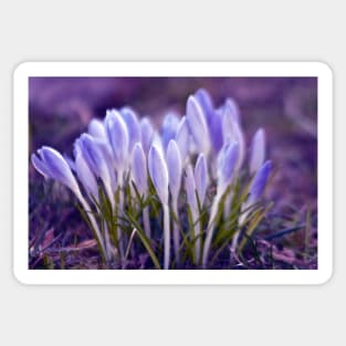 Violet Poetry of Spring Sticker